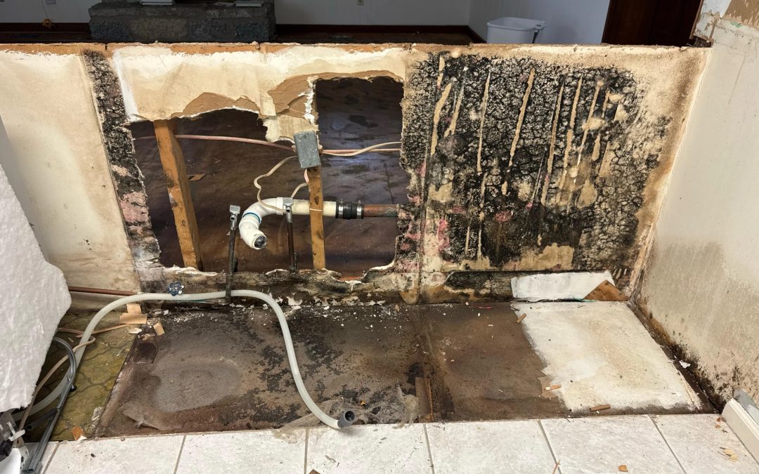 Understanding Common Household Mold Species and Why Mold Remediation Should Never Wait