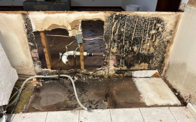 Understanding Common Household Mold Species and Why Mold Remediation Should Never Wait