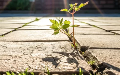 Weed Control for Homeowners: Everything You Need to Know to Protect Your Property